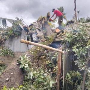 Pohon Pokat Raksasa Timpa Rumah di Pauh Akibat Cuaca Ekstrem