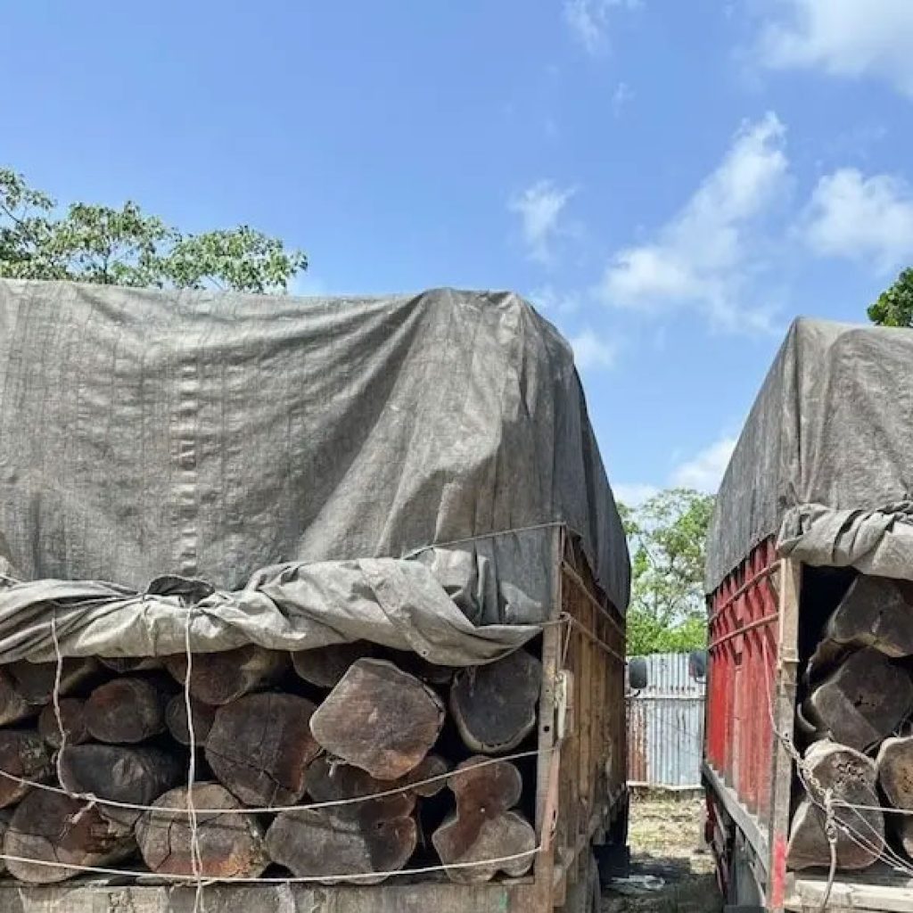 Polisi Gagalkan Pengiriman 260 Batang Kayu Ilegal, Dua Sopir Truk Langsung Diamankan