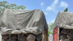 Polisi Gagalkan Pengiriman 260 Batang Kayu Ilegal, Dua Sopir Truk Langsung Diamankan