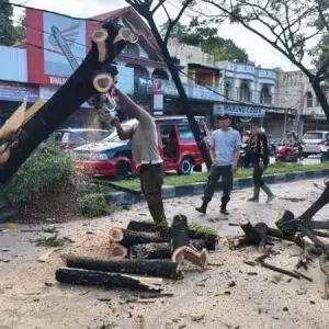 Sopir Truk Diduga Mengantuk Tabrak Pohon Trembesi di Jalan Padang-Solok, Kerugian Capai Rp20 Juta