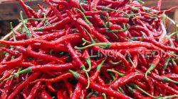 Harga Cabai Kerinci Melonjak, Lampaui Cabai Jawa di Pasar Raya Padang