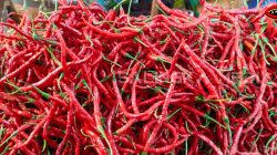 Harga Cabai di Pasar Raya Padang Rabu, 8 Juli 2026: Cabai Kerinci Kembali Jadi Primadona, Murah dan Pedas Disukai Konsumen