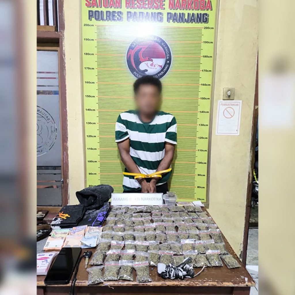 Peredaran Ganja Digulung Satresnarkoba Polres Padang Panjang Sita 82 Paket Siap Edar dan Tangkap Pria di Tanah Datar