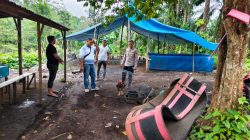 Polsek Kinali Gerebek Gelanggang Judi Sabung Ayam di Kebun Sawit Warga Kocar Kacir