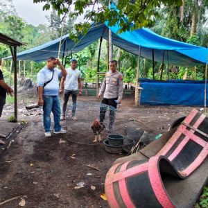 Polsek Kinali Gerebek Gelanggang Judi Sabung Ayam di Kebun Sawit Warga Kocar Kacir